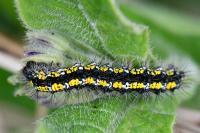 Callimorpha dominula