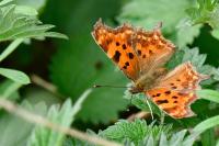Polygonia c-album