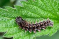 Vanessa atalanta
