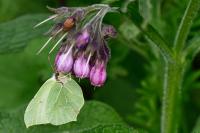 Gonepteryx rhamni