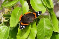 Vanessa atalanta