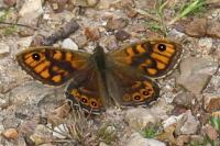 Lasiommata megera
