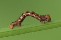 Erannis defoliaria
