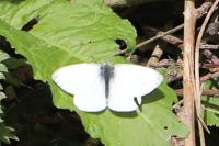 Pieris rapae