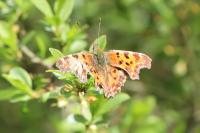 Polygonia c-album