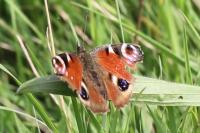 Aglais io