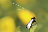 Adela reaumurella