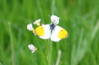 Anthocharis cardamines