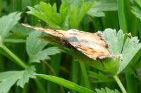 Nymphalis polychloros