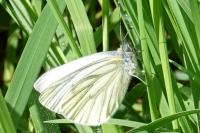 Pieris napi