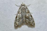 Nola confusalis