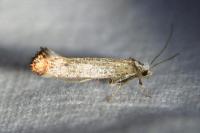 Pseudoswammerdamia combinella