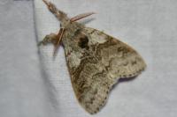 Calliteara pudibunda