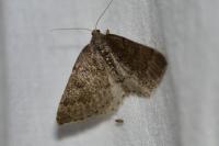 Aleucis distinctata
