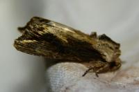 Egira conspicillaris
