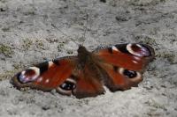 Aglais io