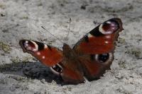 Aglais io