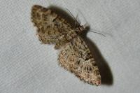 Eupithecia abbreviata
