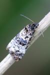 Hysterophora maculosana