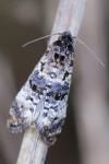 Hysterophora maculosana
