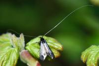 Adela reaumurella