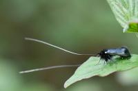 Adela reaumurella