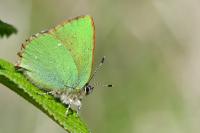 Callophrys rubi