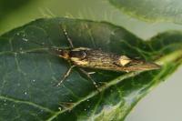 Esperia sulphurella