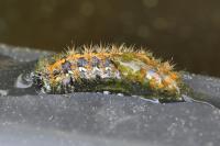Euplagia quadripunctaria