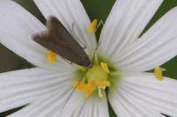 Coleophora lutarea