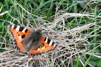 Aglais urticae