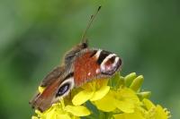 Aglais io