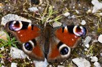 Aglais io