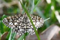 Chiasmia clathrata