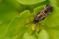 Pancalia leuwenhoekella