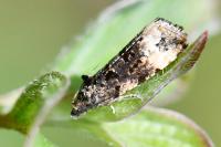Endothenia