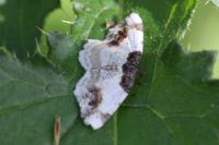 Ligdia adustata