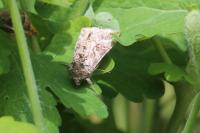 Autographa gamma