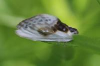 Cilix glaucata