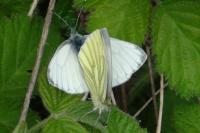 Pieris napi