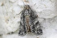 Acronicta rumicis