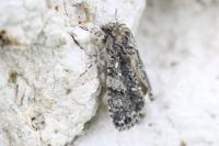 Acronicta rumicis