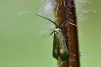 Adela reaumurella