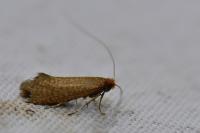 Nematopogon adansoniella