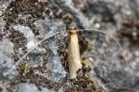 Nematopogon adansoniella