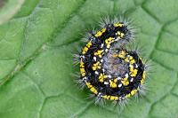 Callimorpha dominula