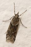 Eudonia angustea