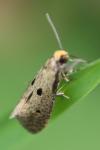 Tinea trinotella