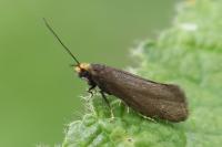Incurvaria koerneriella