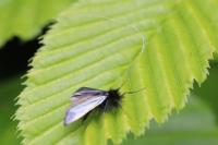Adela reaumurella